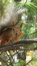 Squirrel,Animals till LG BL40 New Chocolate