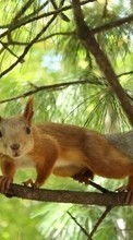 Squirrel,Animals till Apple iPhone 3G