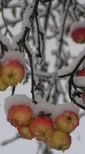 Ladda ner Plants, Winter, Fruits, Apples, Snow bilden till mobilen.