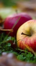 Ladda ner Apples, Food, Fruits, Leaves, Autumn, Plants bilden till mobilen.