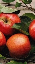 Ladda ner Plants, Fruits, Food, Apples bilden 320x240 till mobilen.