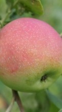 Apples,Fruits,Plants till Sony Xperia ZL