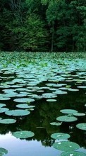 Ladda ner Landscape, Water, Swamp, Water lilies bilden 128x160 till mobilen.