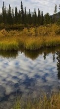 Swamp,Landscape,Nature till Sony Xperia E1