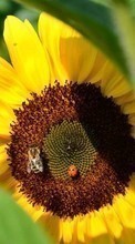 Ladda ner Ladybugs, Flowers, Insects, Bees, Sunflowers, Plants bilden till mobilen.