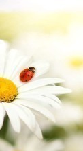Ladda ner Plants, Flowers, Insects, Camomile, Ladybugs bilden till mobilen.