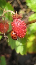 Ladda ner Plants, Strawberry, Insects, Ladybugs, Berries bilden 540x960 till mobilen.