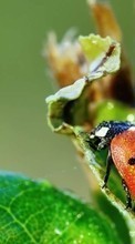Ladda ner Ladybugs, Drops, Insects bilden till mobilen.