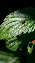 Ladda ner Insects, Leaves, Ladybugs bilden 540x960 till mobilen.