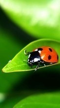 Ladda ner Insects, Ladybugs bilden 540x960 till mobilen.