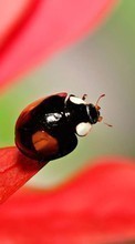 Ladda ner Ladybugs, Insects bilden till mobilen.
