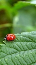 Ladda ner Ladybugs,Insects bilden till mobilen.