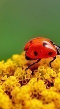 Ladda ner Ladybugs,Insects bilden till mobilen.