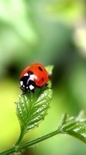 Ladda ner Insects, Ladybugs bilden 1024x600 till mobilen.