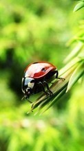 Ladda ner Nature, Insects, Ladybugs bilden 320x480 till mobilen.