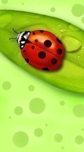 Ladda ner Ladybugs, Insects, Pictures bilden till mobilen.