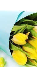 Ladda ner Bouquets, Flowers, Background, Easter, Holidays, Tulips bilden till mobilen.