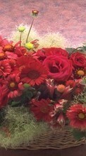 Ladda ner Holidays, Plants, Flowers, Roses, Chrysanthemum, Bouquets bilden 800x480 till mobilen.