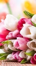 Ladda ner Bouquets, Flowers, Plants, Tulips bilden till mobilen.