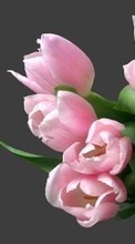 Ladda ner Bouquets, Flowers, Plants, Tulips bilden till mobilen.