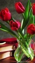 Ladda ner Bouquets,Flowers,Plants,Tulips bilden till mobilen.