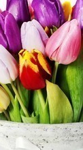 Ladda ner Bouquets,Flowers,Plants,Tulips bilden till mobilen.