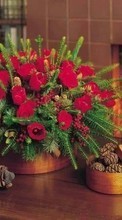 Bouquets,Plants till Samsung Star GT-S5230
