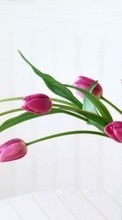 Ladda ner Bouquets, Plants, Tulips bilden till mobilen.