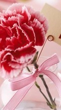 Ladda ner Flowers, Valentine&#039;s day, Carnations, Love, Holidays, Plants, Hearts bilden till mobilen.