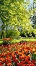Ladda ner Plants, Landscape, Flowers, Trees, Tulips bilden 1280x800 till mobilen.