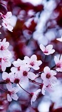 Ladda ner Flowers, Trees, Plants, Sakura bilden till mobilen.