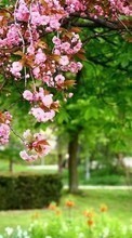 Ladda ner Flowers, Trees, Plants, Sakura bilden till mobilen.