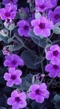 Flowers,Violet,Plants till Sony Ericsson W550