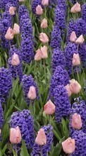 Ladda ner Plants, Flowers, Backgrounds, Tulips, Hyacinth bilden 320x480 till mobilen.