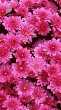 Ladda ner Plants, Flowers, Backgrounds, Chrysanthemum bilden 1024x600 till mobilen.