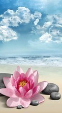 Flowers,Background,Beach till Samsung S5233