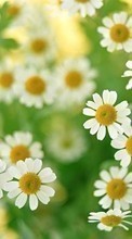 Plants, Flowers, Backgrounds, Camomile