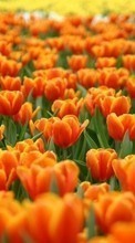 Ladda ner Plants, Flowers, Backgrounds, Tulips bilden 320x480 till mobilen.