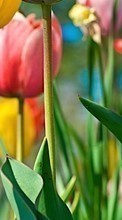 Ladda ner Plants, Flowers, Backgrounds, Tulips bilden 128x160 till mobilen.