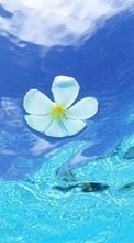 Flowers, Background, Water