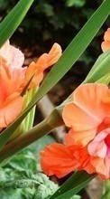 Ladda ner Plants, Flowers, Gladiolus bilden 1080x1920 till mobilen.