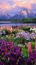 Flowers, Mountains, Nature, Plants