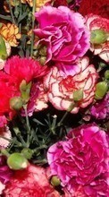 Flowers,Carnations,Plants till Apple iPhone 5