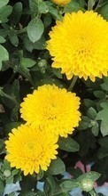 Ladda ner Plants, Flowers, Chrysanthemum bilden 1080x1920 till mobilen.
