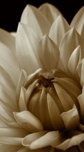 Plants, Flowers, Chrysanthemum till Apple iPhone 6s