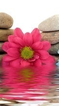Flowers, Stones, Still life, Objects, Plants, Water till LG Optimus 3D P920