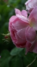 Ladda ner Plants, Flowers, Roses, Drops bilden 1280x800 till mobilen.