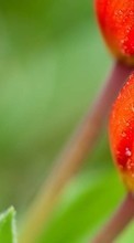 Flowers, Drops, Plants till HTC Desire 626