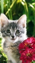 Animals, Plants, Cats, Flowers till Samsung Galaxy S