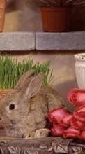 Ladda ner Animals, Flowers, Roses, Rabbits bilden 1024x600 till mobilen.